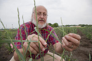 Donald Wyse with Intermediate wheatgrass. 