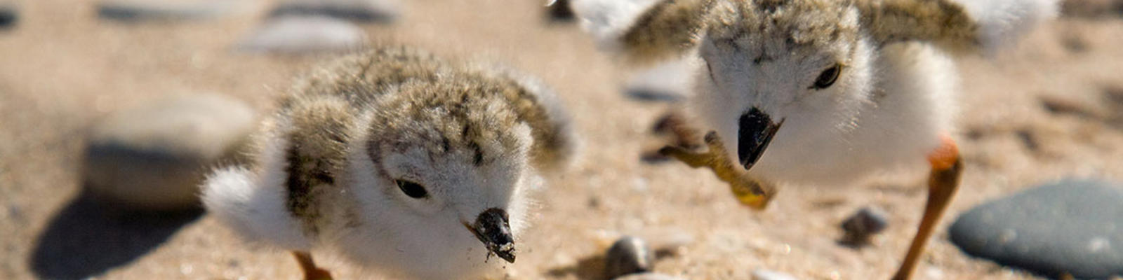 Piping plover chicks on the beach.  